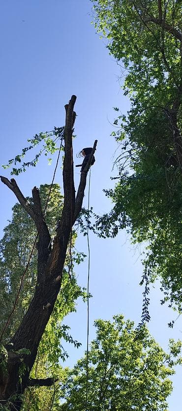 универсальный набор инструментов для дома: Профессиональная обрезка и спил деревьев альпинистом - Спил аварийных — 1