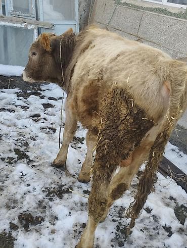 Грызуны: Продаю | Бык (самец) | Полукровка | На откорм | Привязанные — 3