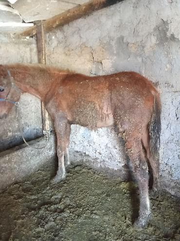 Продаю | Жеребенок