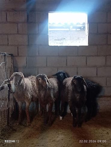гуся: Продаю | Овца (самка) | Полукровка | На забой | Ярка — 4