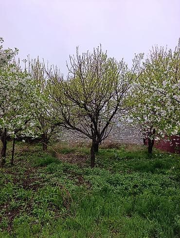 слива ягоды: Саженцы плодовых деревьев (садовые Черешня кокон гилас 5штук Абрикос — 2