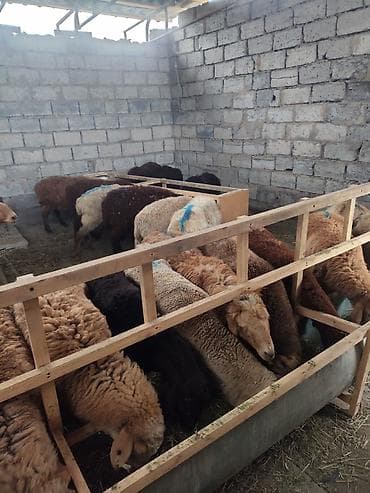 сено измельчител: Продаю | Овца (самка) | Для разведения | Ярка — 7