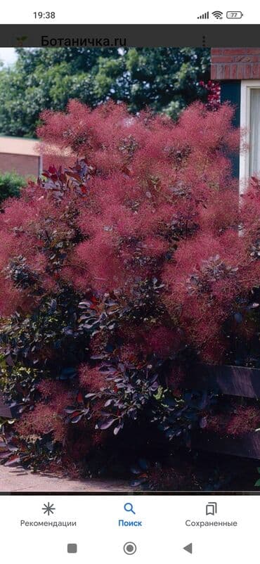 садовый дом: Продаю кустарник декоративный-Скумпия. Есть в наличии большие и — 1