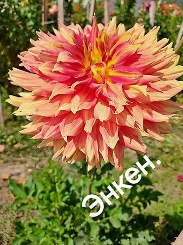 клубника арт: Георгины сортовые – коллекция ярких махровых и полумахровых — 10