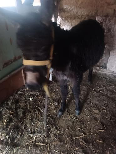 Жаш эшек ургачы - Окрас: тёмный, густая шерсть. - Содержится в