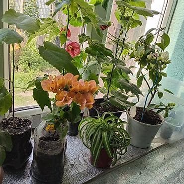 Бөлмө өсүмдүктөрү: Комнатные растения в горшках - Абутилон (комнатный клен) — несколько — 5