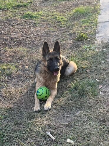 Вязка собак: Немецкая овчарка Имеются документы родословная привита,отглистованна — 1