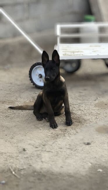 продать собаку срочно: Бельгийская овчарка, 4 месяца, Самец, С прививкой, С родословной — 3