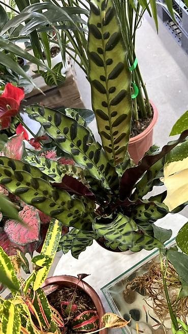 Калатея ланциолатная (Calathea lancifolia, Rattlesnake Plant) - — 1