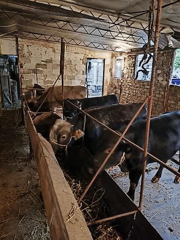ящики большие: Продаю | Бык (самец) | Полукровка | На откорм | Привязанные — 4