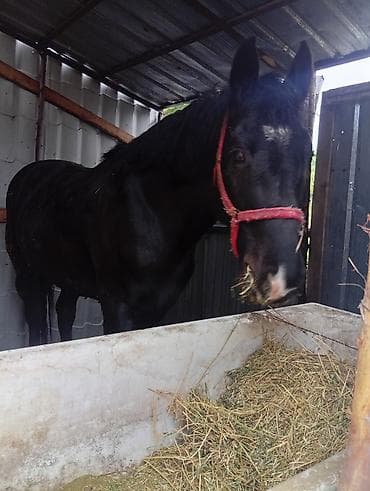 ош мака: Продаю | Жеребец | Полукровка, Дончак | Для разведения, Конный спорт | Племенные, Осеменитель — 5