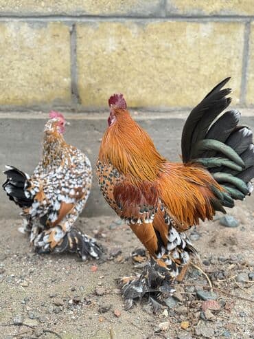 Продаются мильфлер пара