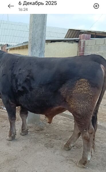 продажа домашних животных: Продаю | Бык (самец) | Швицкая | Для разведения, Для молока | Осеменитель, Искусственник — 8