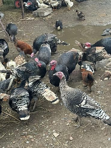 продаю индюк: Продаю | Индюк (самец) | Для разведения | Племенные — 3
