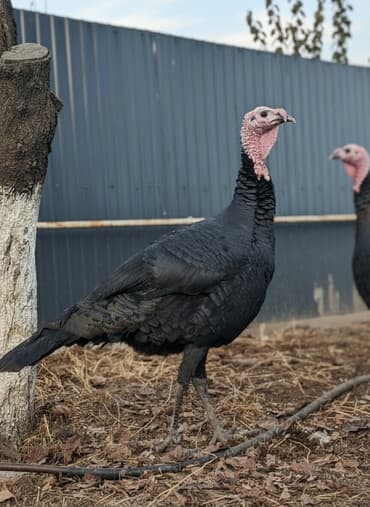 Продаю | Индюк (самец) | Для разведения at lalafo.kg Продаю | Индюк (самец) | Для разведения