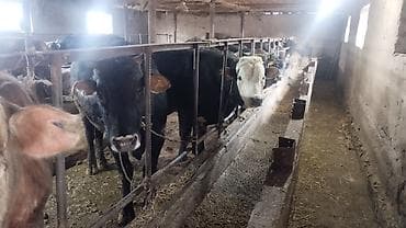 куры нешушки: Продаю | Бык (самец) | На откорм | Племенные — 3