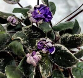 саженцы малины зюгана: Продаю цветущие фиалочки 🌿 🌺🌿 Цены200- 250 -300 сом.Оптовым — 13