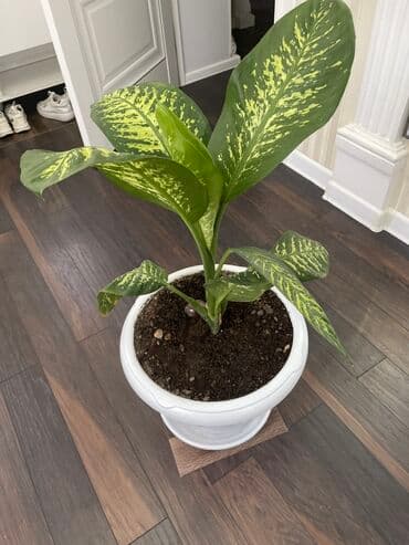 ножницы для сада: Дифенбахия (Dieffenbachia) в декоративном пластиковом кашпо с — 1