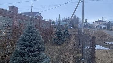 Семена и саженцы: Ель голубая (Picea pungens Glauca) — декоративные хвойные деревья для — 4