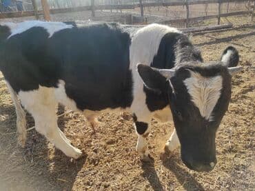 племенные коровы молочные купить: Продаю | Бык (самец) | Голштин | Для разведения | Племенные — 2