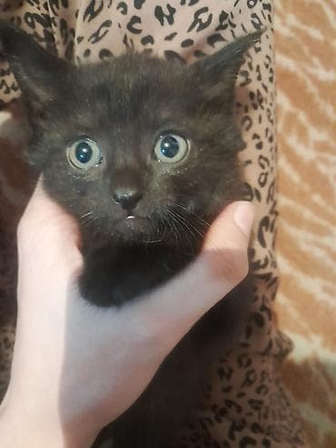 черные кошки: Котята из одного помёта - Окрас: один полностью чёрный, второй — 3
