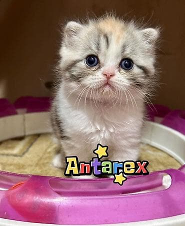 сколько стоит скоттиш фолд: Чистопородные шотландские короткошерстные котята от красивой привозной — 2