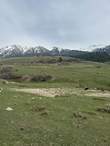 село канстантиновка дом: 15 соток, Для бизнеса, Красная книга — 7