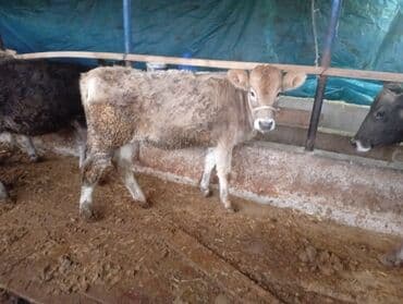 Линолеум: Продаю | Бык (самец) | На откорм | Привязанные — 5