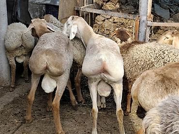 рыбки цена: Продаю | Баран (самец) | Гиссарская, Арашан | На забой — 5