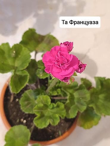 Пеларгонии (герани) сортовые в горшках: - Тюльпанка — тюльпановидные — 3