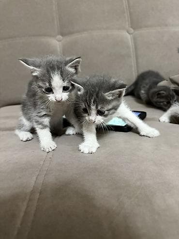 котята сиамской кошки: Кошка даром: Беспородная, 1 месяц, Девочка, Приучена к лотку — 4