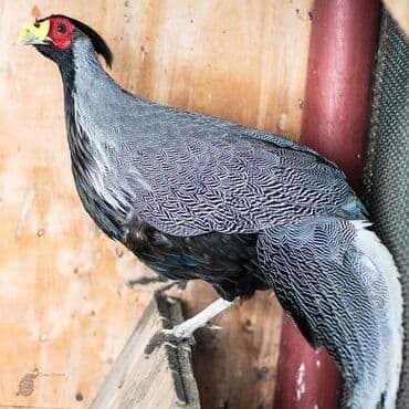 Собаки: Продаю взрослую пару серебряных фазанов Берлиоза — 1