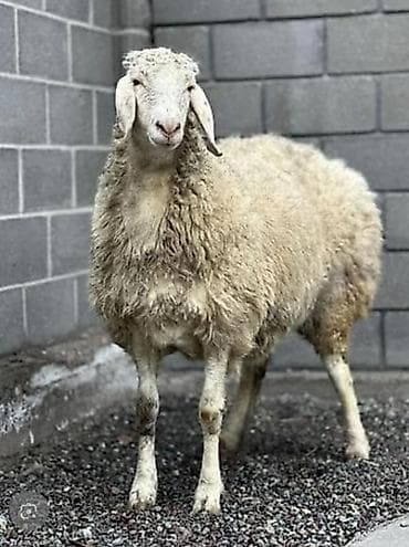 КАСАПЧЫ НА ВЫЕЗД 🔪Сойуу, жиликто, куйкало чучук жасоо, эт бышыруу