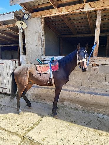 обезьяна живой: Продаю | Кобыла (самка) | Рабочий — 2