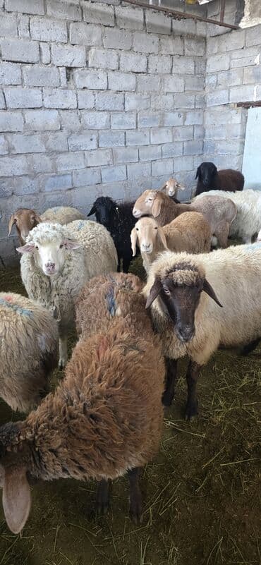 дом животных: Продаю | Овца (самка), Ягненок, Баран (самец) | На забой — 1