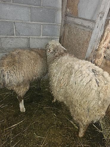 Аквариумдар: Сатам | Ургаачы кой (ургаачы) | Көбөйтүү үчүн | Ургаачы — 1