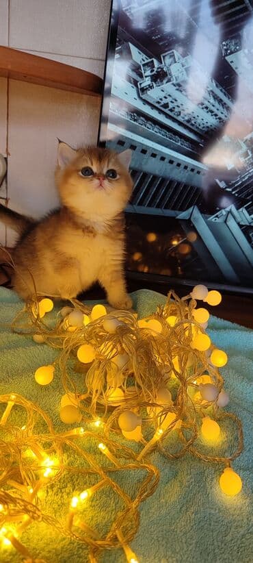 британский вислоухий кот: Вязка: Британская короткошёрстная, Мальчик, 2 года, Золотая шиншилла — 2