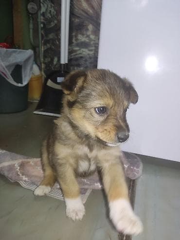 ошейник от блох: Отдам щенка в добрые руки ! От блох обработан, проглистован. Здоров! — 1