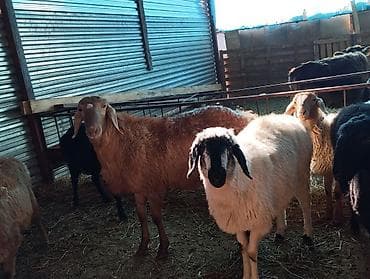 тук салома: Продаю | Баран (самец) | Арашан — 3