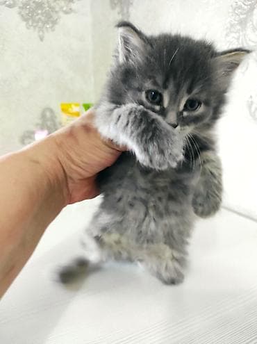 Отдам даром кошку: Котёнок серого окраса с пушистой шерстью и выразительными голубыми — 4