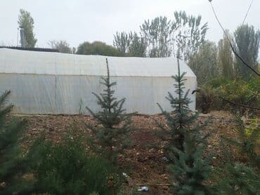 садовая пила: Саженцы деревьев: Ели — 1