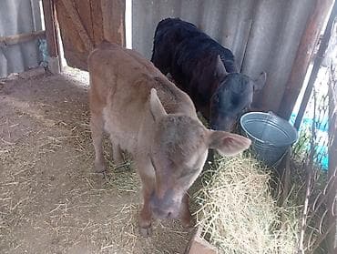 брама белый: Продаю | Музоо, торпок | Ангус, Швицкая | На откорм | Искусственник — 2