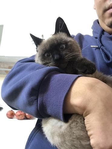 манчкин кошка: 7 месяцев, Мальчик — 4