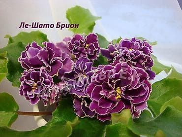 детку глоксинии: Продаю деткистартеры взрослые цветущие фиалки 🌺🌿🌺. Нахожусь в — 5