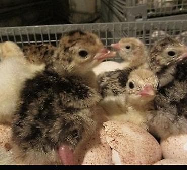 перо: Продаю | Индюшата | Бройлерная | На забой | Племенные — 1