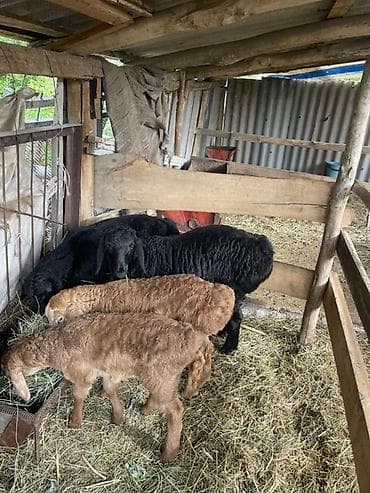 монбельярд цена: Продаю | Овца (самка), Ягненок | Арашан | Для разведения | Племенные, Ярка — 3