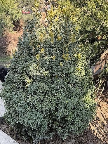 Самшит: Продаются кусты самшита вечнозелёного 🌿 Идеальны для создания стильной — 5