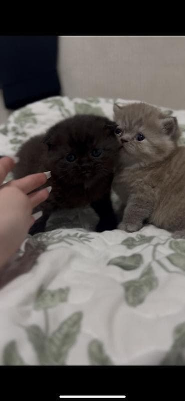 Скотиш Фолд (Шотландская вислоухая), 1 месяц, Девочка, Шоколадный, Приучена к лотку