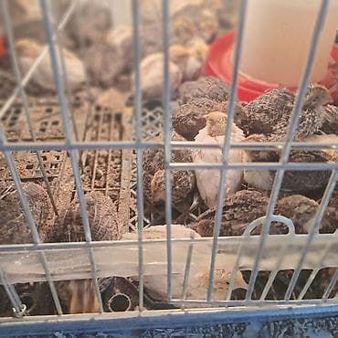 кукуруз продаю: Перепела-бройлеры (молодняк) - Вид: перепелята мясо-яичных кроссов - — 3