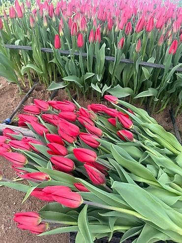 ТЮЛЬПАНЫ ОПТОМ